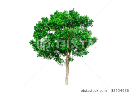 Green tree isolated on white background. 32534986