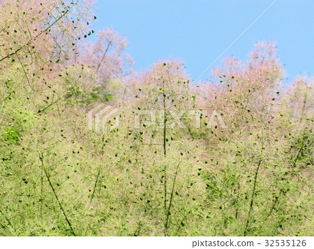 Tree top, blossom fluffy pink  32535126