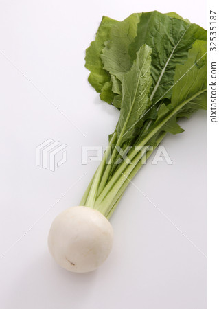 蕪菁 32535187