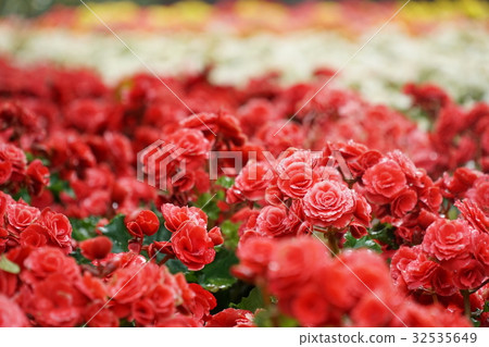 Numerous bright flowers of tuberous begonias Numerous bright flowers of tuberous begonias 32535649