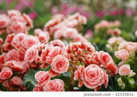 Numerous bright flowers of tuberous begonias Numerous bright flowers of tuberous begonias 32535652