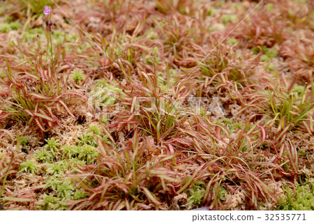 African Naga Brannose 32535771