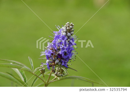 Flowers of a young lady Flowers of a young lady 32535794