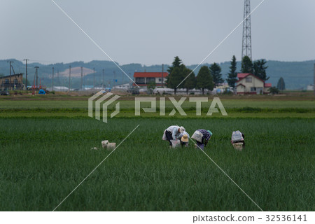 People who do farm work People who do farm work 32536141