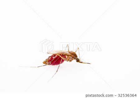 Anopheles mosquitoes Anopheles mosquitoes 32536364