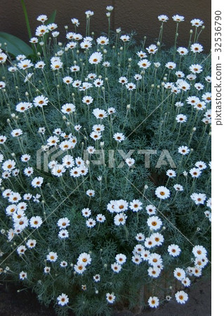 Marguerite Ikko (Fuwen) is a flower language "Love's way" 32536790