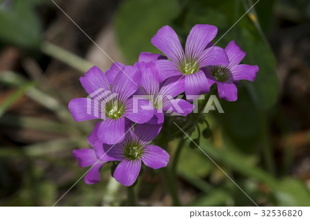 Uplifting of Murasaki Kabaki Flower 32536820