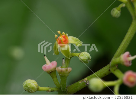 Raising flower of Yagurarashi 32536821