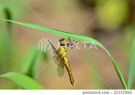 黃蜻蜓 黃蜻蜓 32537068