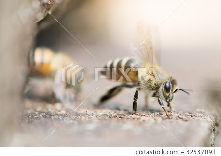 雙蜂蜜蜂巢盒入口扇式單獨行為 32537091
