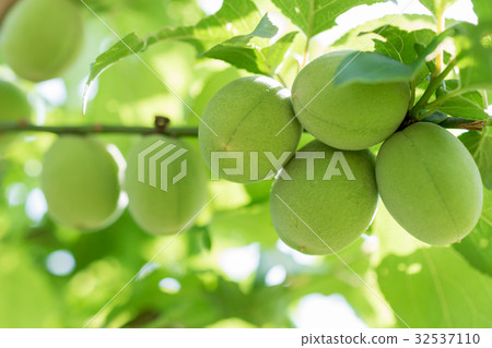 青梅Minami Takakomi實際上 32537110