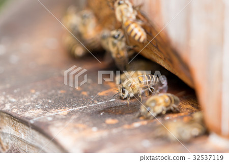 Two-honey bee log birdhouse entrance fan-style behavior 32537119