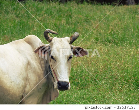 White cow in pasture/beautiful curved horn White cow in pasture/beautiful curved horn 32537155
