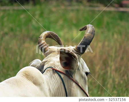 White cow in pasture/beautiful curved horn 32537156