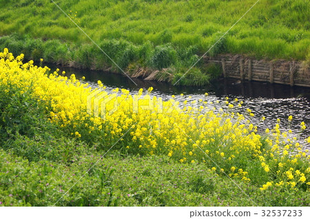 強姦開花沿河開花 32537233