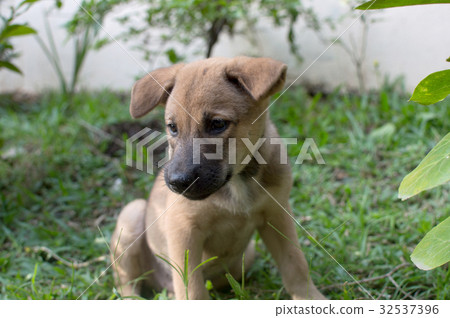 Cute puppy in the grass 32537396