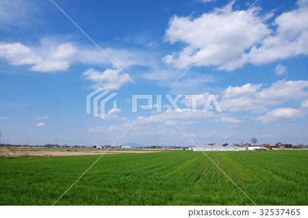 Wheat field 32537465