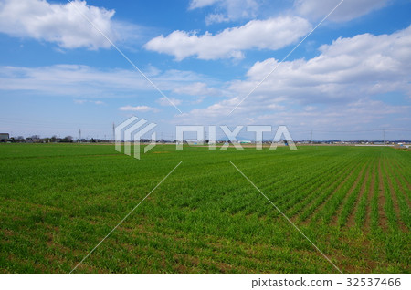 Wheat field Wheat field 32537466