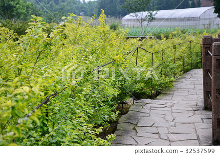 bush 32537599