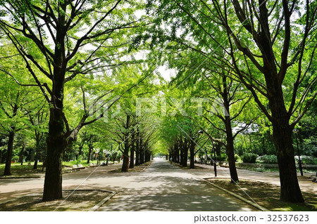 一排樹在公園裡 一排樹在公園裡 32537623