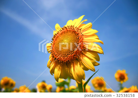 sunflower with cloudy and sky 32538158