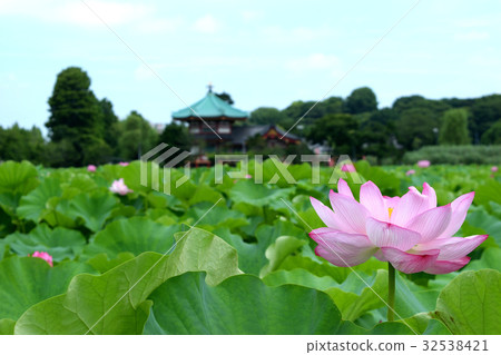 Lotus flower of Shinobazu Pond and Shinobazu Bento Lotus flower of Shinobazu Pond and Shinobazu Bento 32538421
