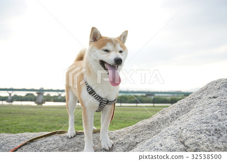 Shiba Inu standing on the rock 32538500