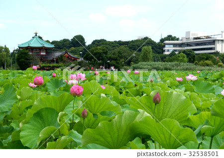 Lotus flower of Shinobazu Pond and Shinobazu Bento 32538501