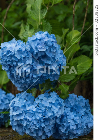 Hydrangea Hydrangea 32538525