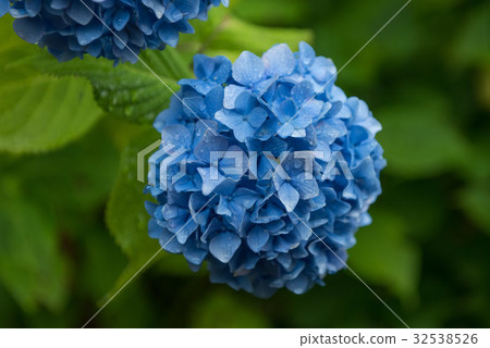 Hydrangea Hydrangea 32538526