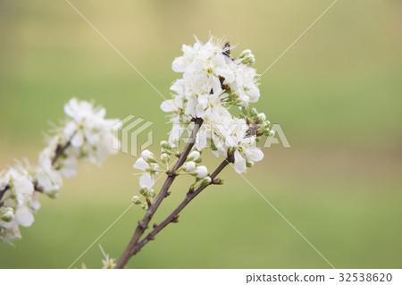 Whit Plum flower with green background Whit Plum flower with green background 32538620