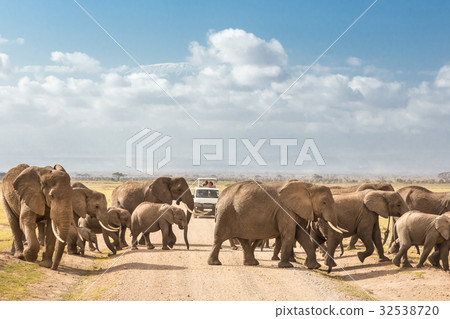 Herd of big wild elephants crossing dirt roadi in Herd of big wild elephants crossing dirt roadi in 32538720