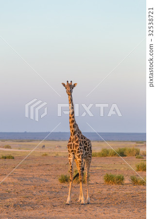 Solitary giraffe in Amboseli national park, Kenya. Solitary giraffe in Amboseli national park, Kenya. 32538721