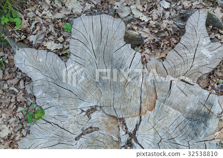 stump of oak stump of oak 32538810