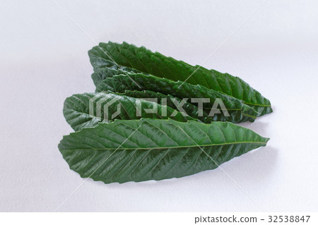 Loquat leaves 32538847