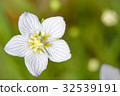 flower grass of Parnassus, Parnassia palustris 32539191