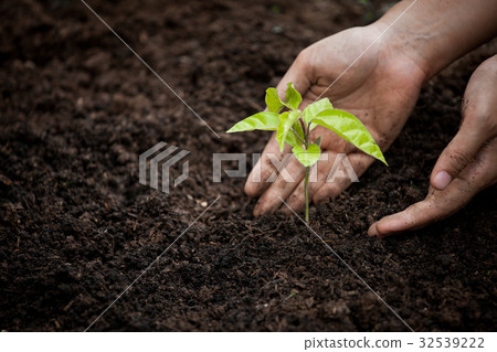 Woman hand planting young tree on black soil 32539222