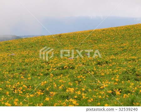 Nikko Kisuge Kagamine Peak Plateau in Nagano Prefecture 32539240