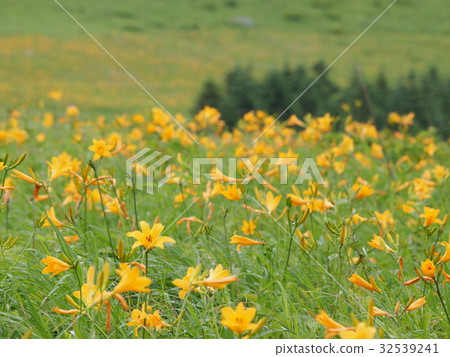 Nikko Kisuge Kagamine Peak Plateau in Nagano Prefecture 32539241