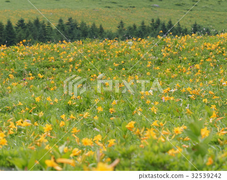 Nikko Kisuge Kagamine Peak Plateau in Nagano Prefecture 32539242