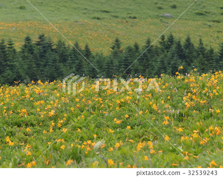 Nikko Kisuge Kagamine Peak Plateau in Nagano Prefecture 32539243