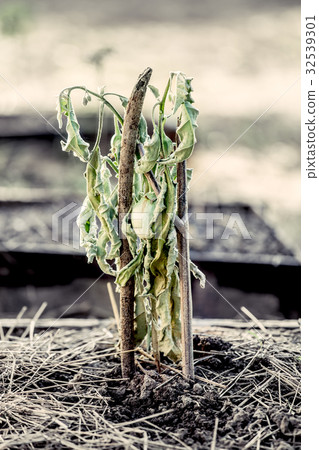 The eggplant on dead tree in the vegetable garden 32539301