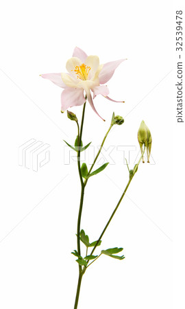 aquilegia flower isolated 32539478