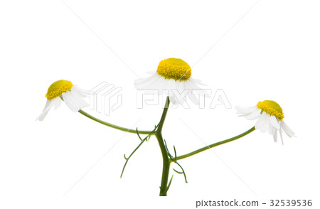 Medical daisy isolated 32539536
