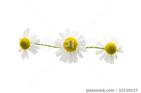 Medical daisy isolated Medical daisy isolated 32539537