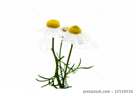 Medical daisy isolated 32539538