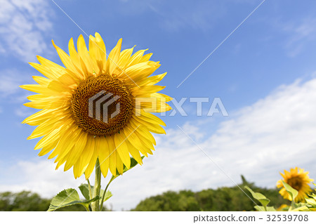 Flowering sunflowers against the blue sky. 32539708
