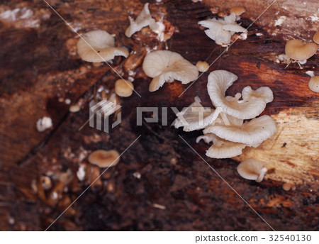 group of small wild dirty light pink mushroom group of small wild dirty light pink mushroom 32540130