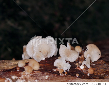 group of small wild dirty light pink mushroom group of small wild dirty light pink mushroom 32540131