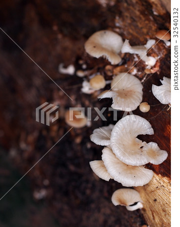 group of small wild dirty light pink mushroom group of small wild dirty light pink mushroom 32540132